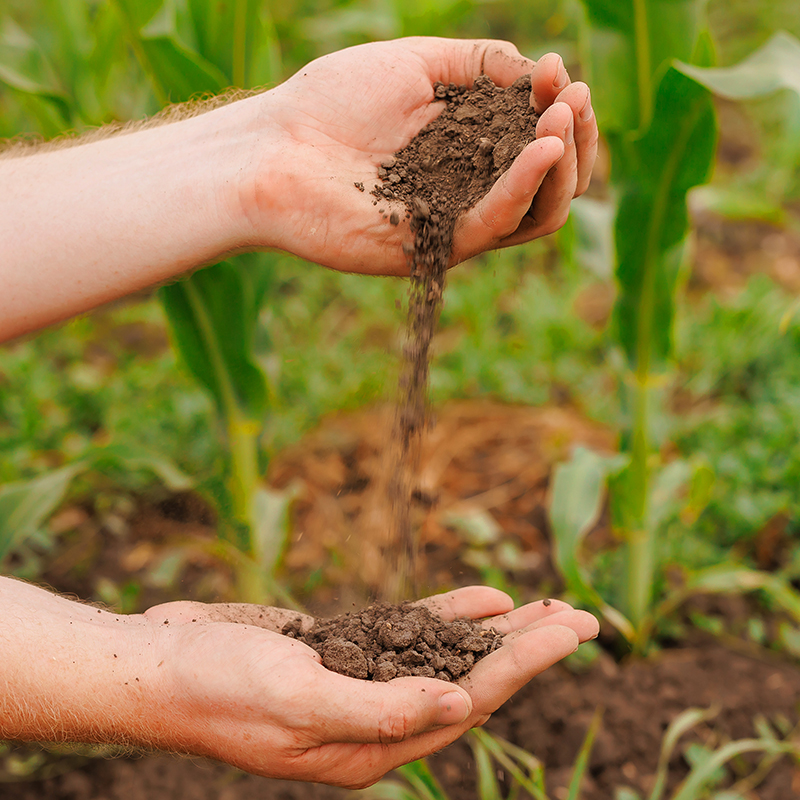 Fertilizante composto